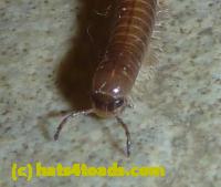 /home//u458753944/public_html/sourcegallery///////////////////Insects and small critters/millipedes and centipedes/P1050781.JPG